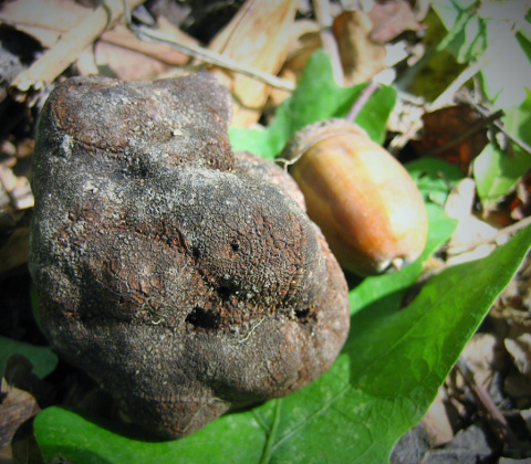 Truffle cultivation